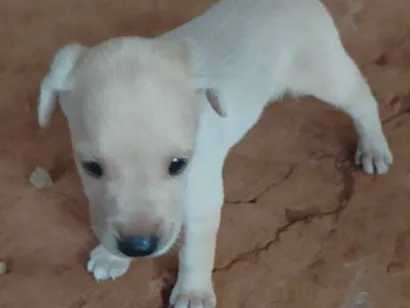 Cachorro raça SRD-ViraLata idade Abaixo de 2 meses nome Ainda não tem nome 