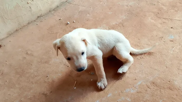 Cachorro raça SRD-ViraLata idade Abaixo de 2 meses nome Ainda não tem nome 