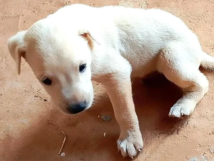 Cachorro raça SRD-ViraLata idade Abaixo de 2 meses nome Ainda não tem nome 