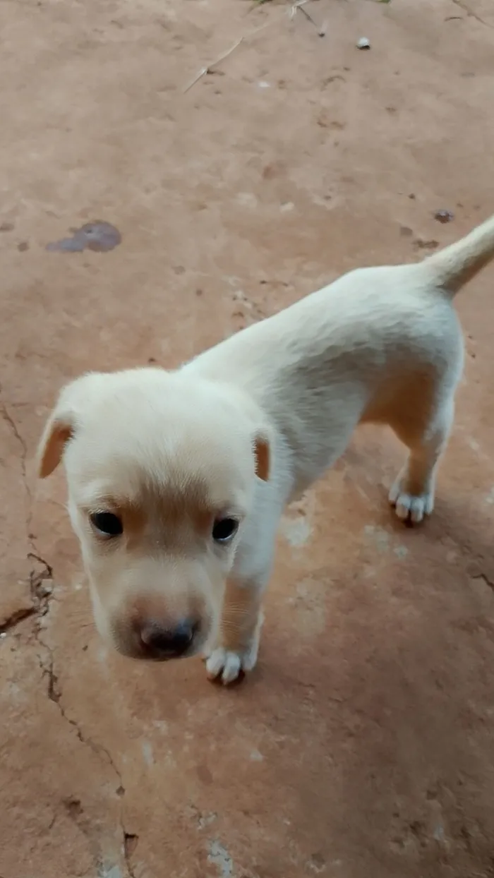 Cachorro raça SRD-ViraLata idade Abaixo de 2 meses nome Sem nome 