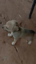 Cachorro raça SRD-ViraLata idade Abaixo de 2 meses nome Sem nome 
