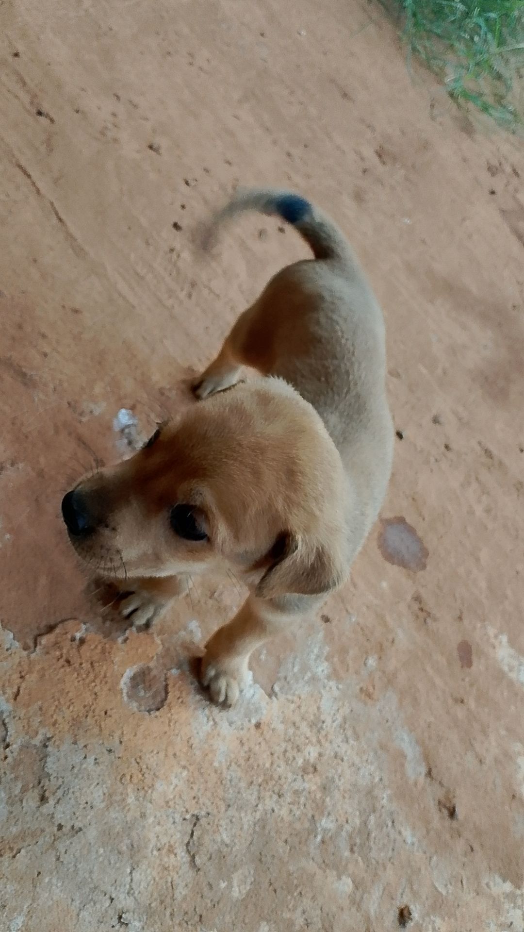 Cachorro raça SRD-ViraLata idade Abaixo de 2 meses nome Sem nome 2