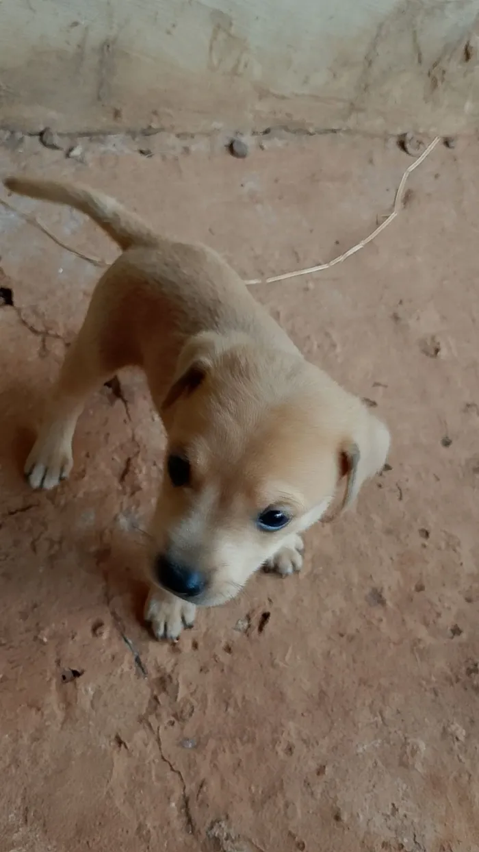 Cachorro raça SRD-ViraLata idade Abaixo de 2 meses nome Sem nome 3