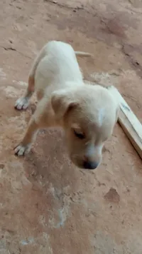 Cachorro raça SRD-ViraLata idade Abaixo de 2 meses nome Sem nome 4
