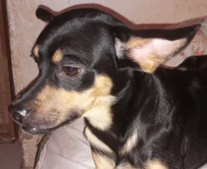 Cachorro raça Pinscher idade 1 ano nome Pingo 