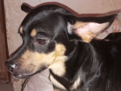 Cachorro raça Pinscher idade 1 ano nome Pingo 