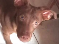 Cachorro raça Basset-Cofap idade 1 ano nome Chocolate 