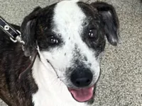 Cachorro raça SRD-ViraLata idade 1 ano nome Beethoven 