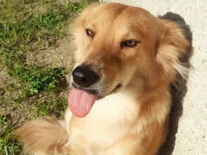 Cachorro raça SRD-ViraLata idade 3 anos nome Raposa