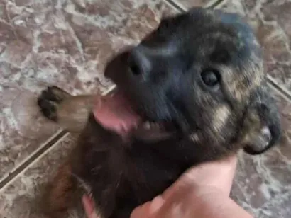 Cachorro raça SRD-ViraLata idade 2 a 6 meses nome sem nome