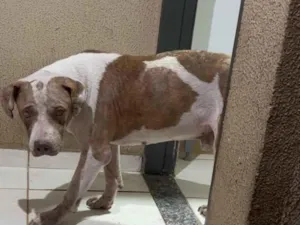 Cachorro raça Pit-Bull idade 7 a 11 meses nome Thor