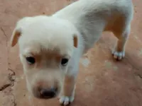 Cachorro raça SRD-ViraLata idade Abaixo de 2 meses nome Sem nome 