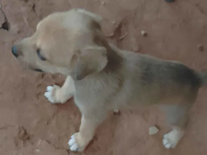 Cachorro raça SRD-ViraLata idade Abaixo de 2 meses nome Sem nome 