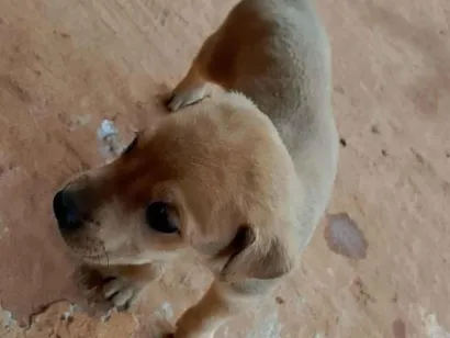 Cachorro raça SRD-ViraLata idade Abaixo de 2 meses nome Sem nome 2
