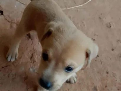 Cachorro raça SRD-ViraLata idade Abaixo de 2 meses nome Sem nome 3