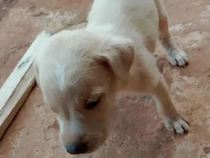 Cachorro raça SRD-ViraLata idade Abaixo de 2 meses nome Sem nome 4