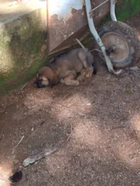 Cachorro raça SRD-ViraLata idade 2 a 6 meses nome Sem nome