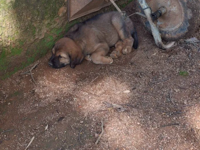 Cachorro raça SRD-ViraLata idade 2 a 6 meses nome Sem nome