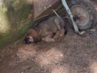 Cachorro raça SRD-ViraLata idade 2 a 6 meses nome Sem nome