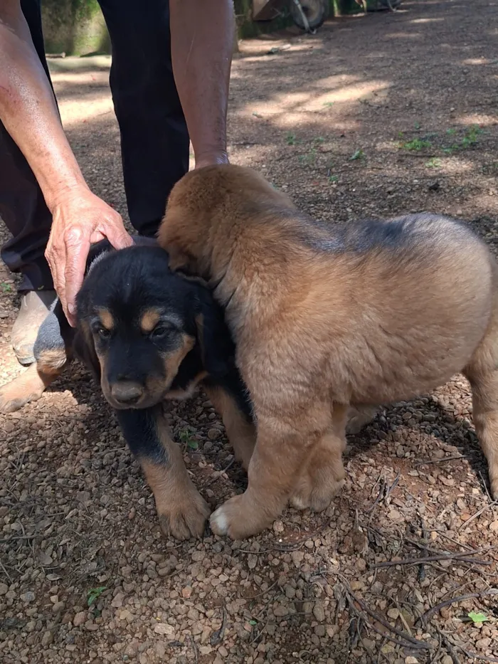 Cachorro raça SRD-ViraLata idade 2 a 6 meses nome Sem nome 