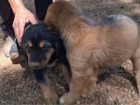 Cachorro raça SRD-ViraLata idade 2 a 6 meses nome Sem nome 