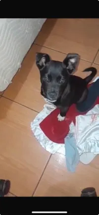 Cachorro raça SRD-ViraLata idade 1 ano nome Pretin 