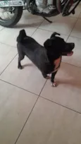 Cachorro raça SRD-ViraLata idade 1 ano nome Pretin 
