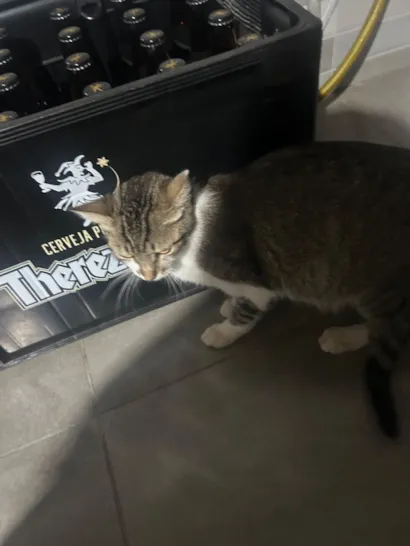 Gato raça SRD-ViraLata idade 2 a 6 meses nome Jenifer Neumann 