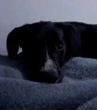 Cachorro raça SRD-ViraLata idade 4 anos nome TODINHO