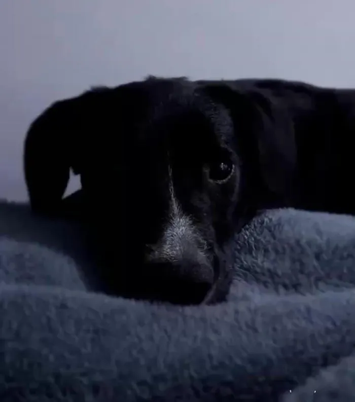 Cachorro raça SRD-ViraLata idade 4 anos nome TODINHO