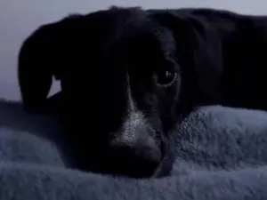 Cachorro raça SRD-ViraLata idade 4 anos nome TODINHO