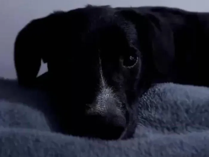 Cachorro raça SRD-ViraLata idade 4 anos nome TODINHO