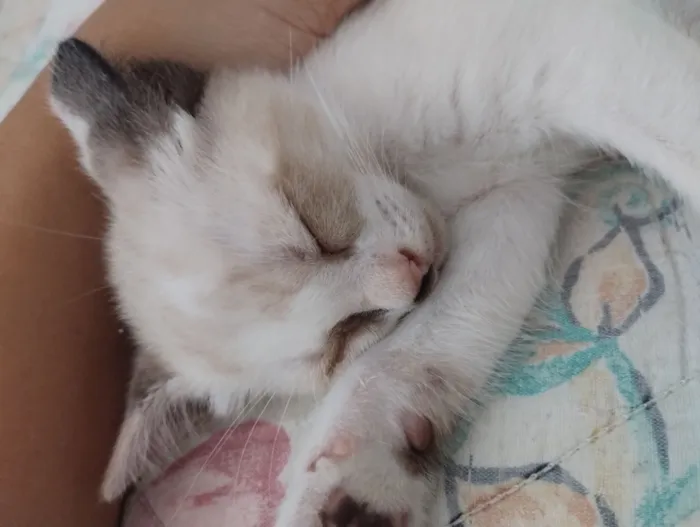 Gato raça SRD-ViraLata idade 2 a 6 meses nome Baunilha 