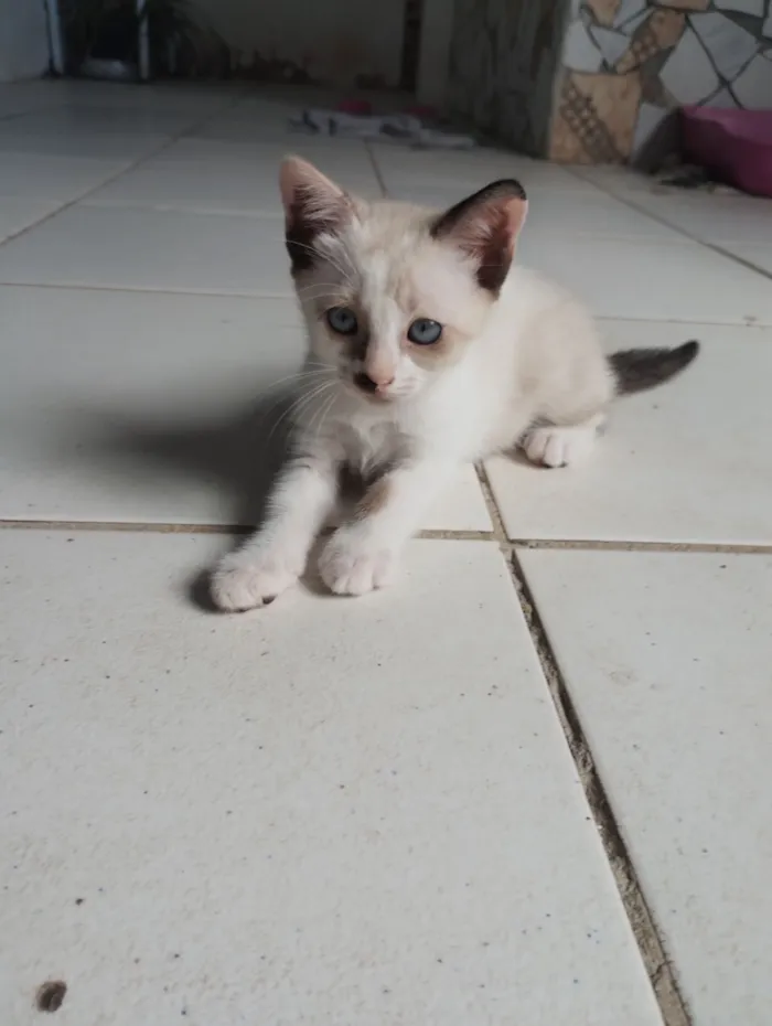 Gato raça SRD-ViraLata idade 2 a 6 meses nome Baunilha 
