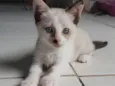 Gato raça SRD-ViraLata idade 2 a 6 meses nome Baunilha 