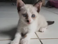 Gato raça SRD-ViraLata idade 2 a 6 meses nome Baunilha 