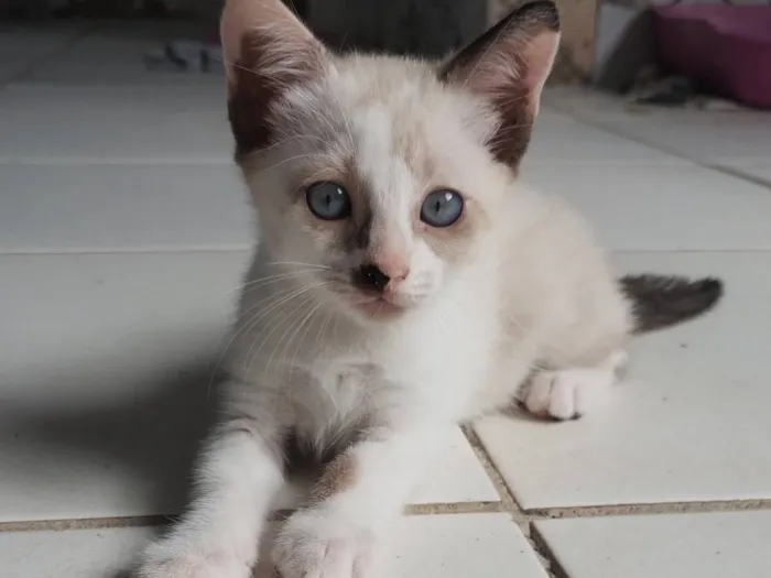 Gato raça SRD-ViraLata idade 2 a 6 meses nome Baunilha 