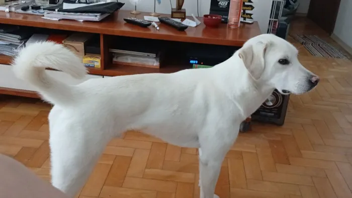 Cachorro raça SRD-ViraLata idade 4 anos nome Cookie