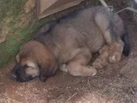 Cachorro raça SRD-ViraLata idade 2 a 6 meses nome Sem nome
