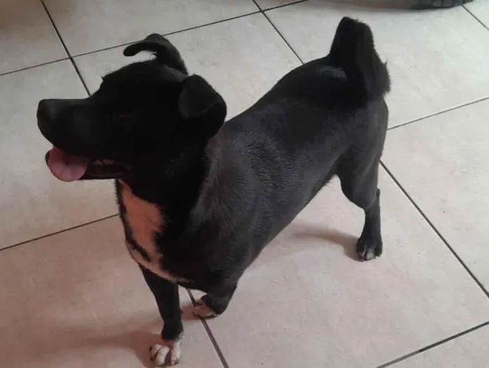 Cachorro raça SRD-ViraLata idade 1 ano nome Pretin 