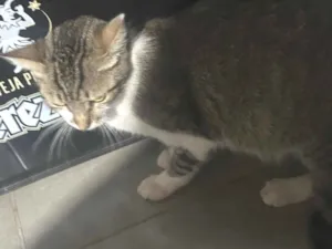 Gato raça SRD-ViraLata idade 2 a 6 meses nome Jenifer Neumann 