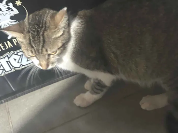 Gato raça SRD-ViraLata idade 2 a 6 meses nome Jenifer Neumann 