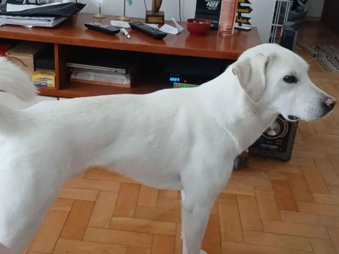 Cachorro raça SRD-ViraLata idade 4 anos nome Cookie