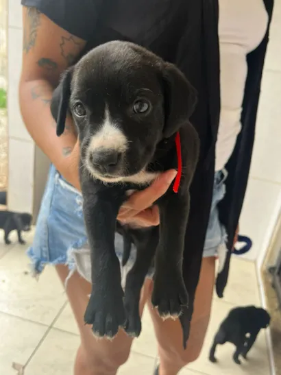 Cachorro raça Pit-Bull idade Abaixo de 2 meses nome Varios