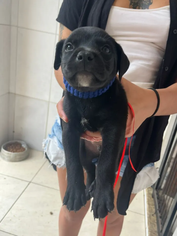 Cachorro raça Pit-Bull idade Abaixo de 2 meses nome Varios