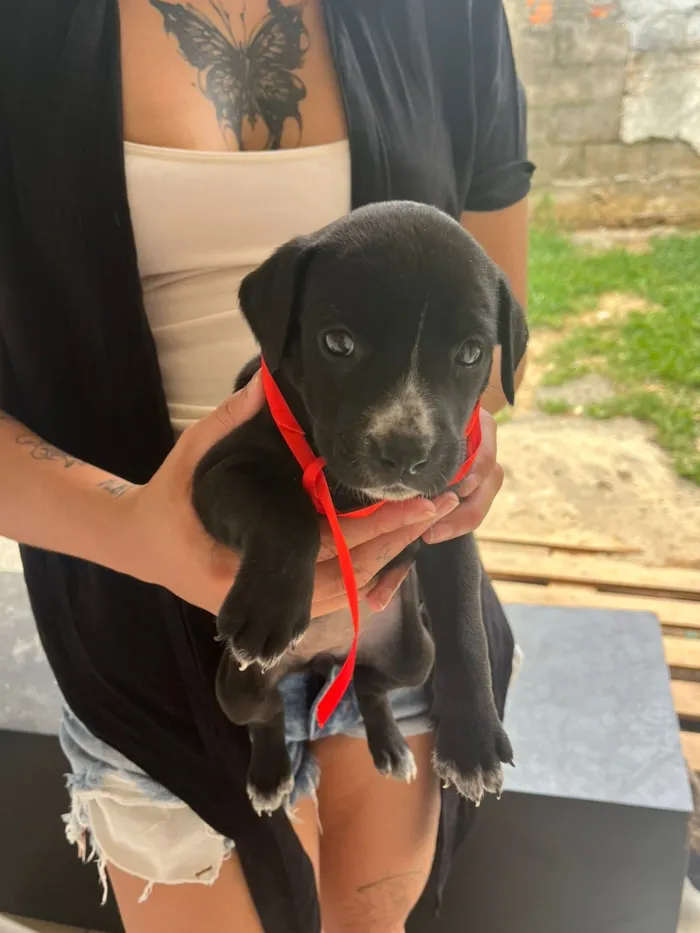 Cachorro raça Pit-Bull idade Abaixo de 2 meses nome Varios