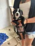 Cachorro raça Pit-Bull idade Abaixo de 2 meses nome Varios