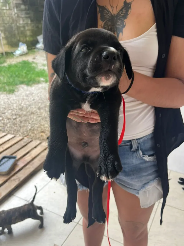 Cachorro raça Pit-Bull idade Abaixo de 2 meses nome Varios