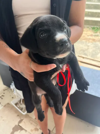 Cachorro raça Pit-Bull idade Abaixo de 2 meses nome Varios