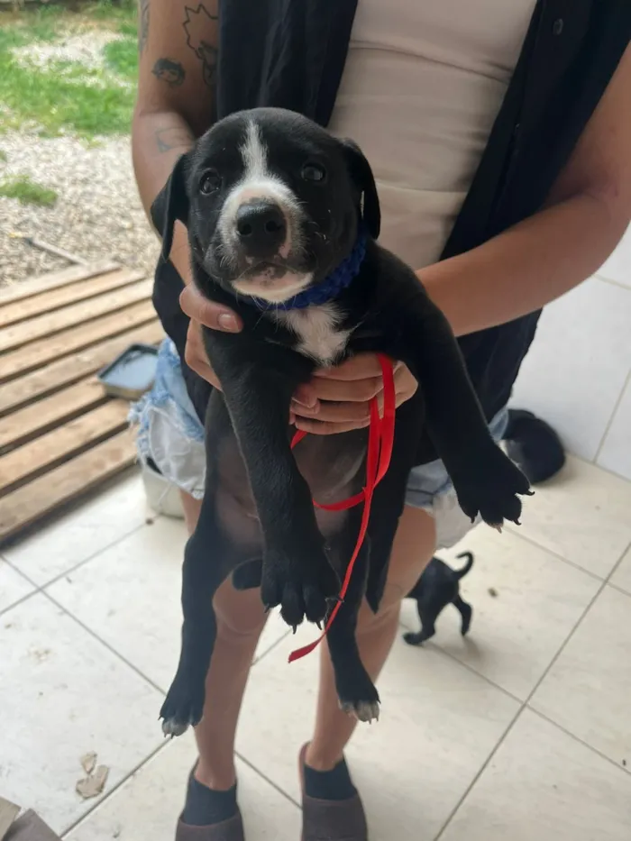 Cachorro raça Pit-Bull idade Abaixo de 2 meses nome Varios